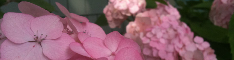 Hydrangea – slider