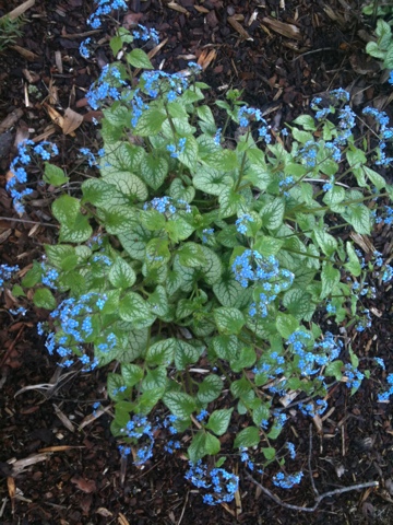 20110516-034127.jpg