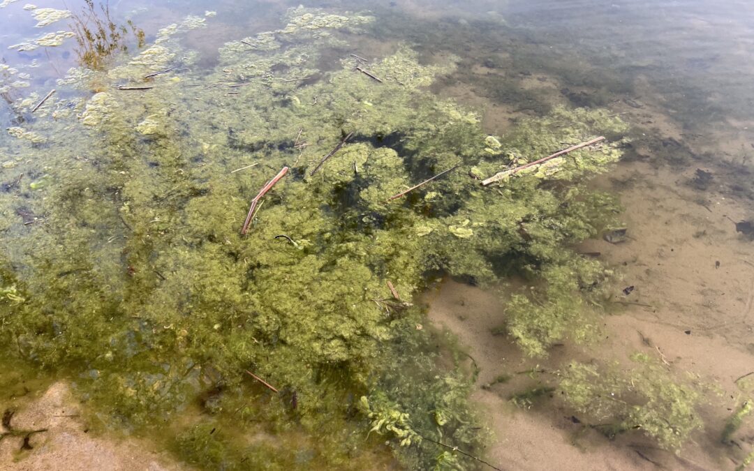 algae-spring-2023-3
